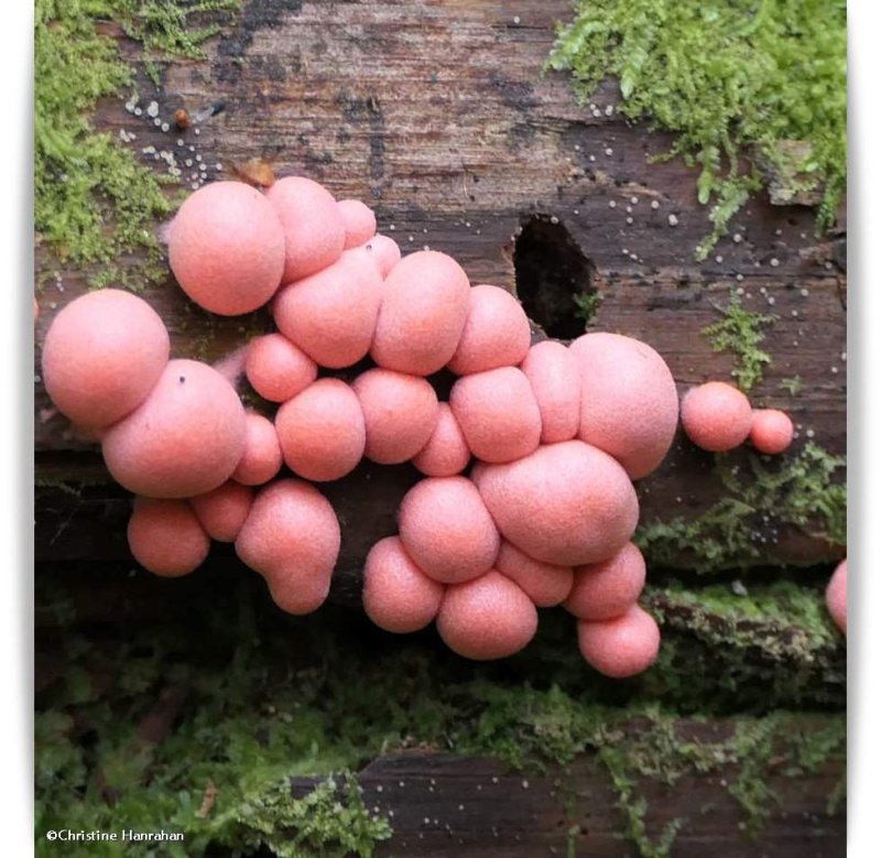 Wolf's milk slime mold (Lycogala epidendrum)