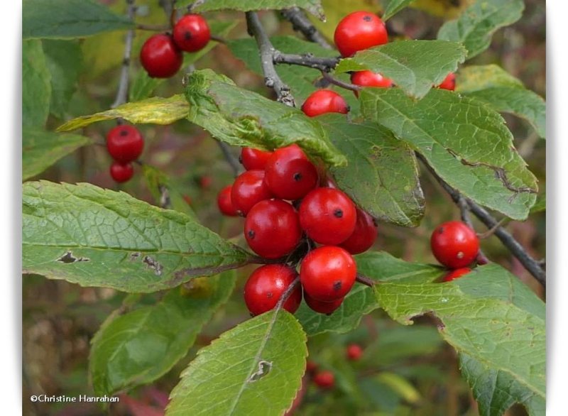 Winterberry holly (Ilex verticillata)