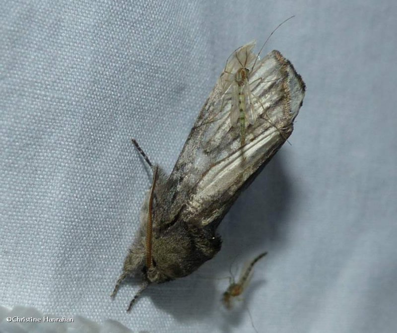 Chestnut schizura moth (Schizura badia), #8006