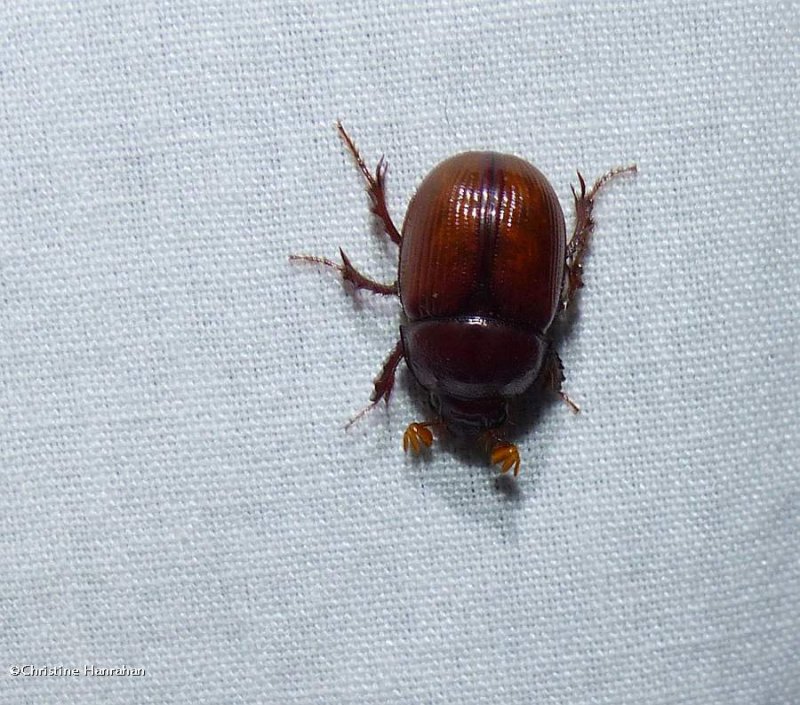 Dor beetle (Odonteus liebecki)