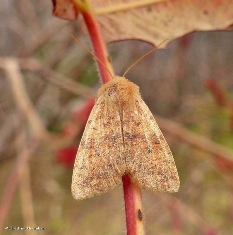 Bicolored sallow moth (Sunira verberata), #9960