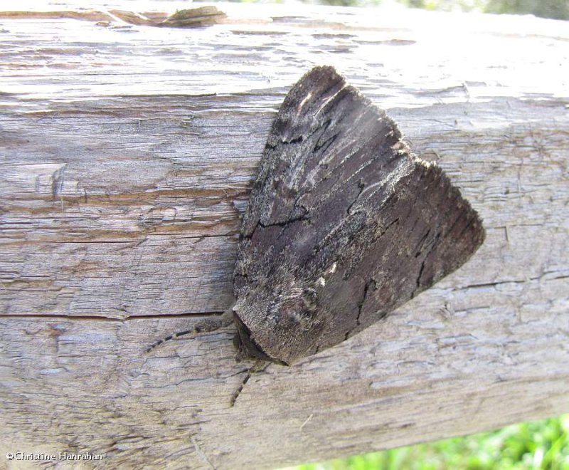 Darling underwing moth (Catocala cara), #8832