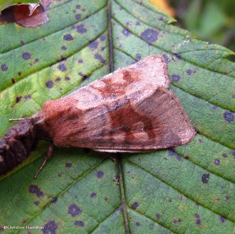Bronzed cutworm moth (Nephelodes minians), #10524