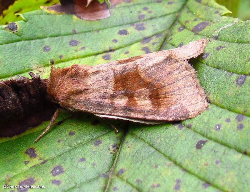 Bronzed cutworm moth (Nephelodes minians), #10524