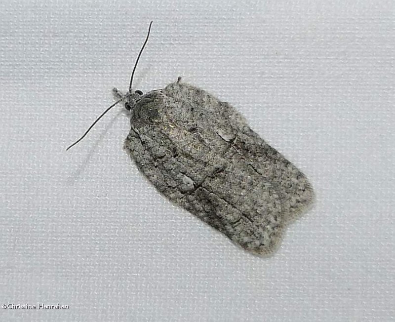 Black-lined acleris moth (Acleris nigrolinea), #3556