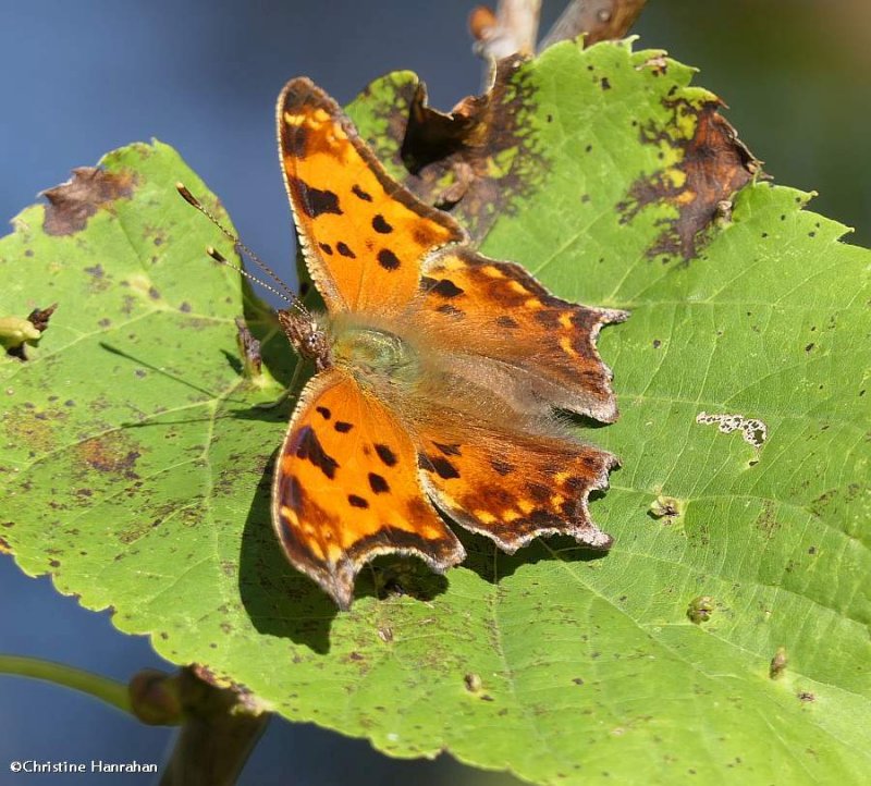 Eastern comma butterfly  (Polygonia comma)