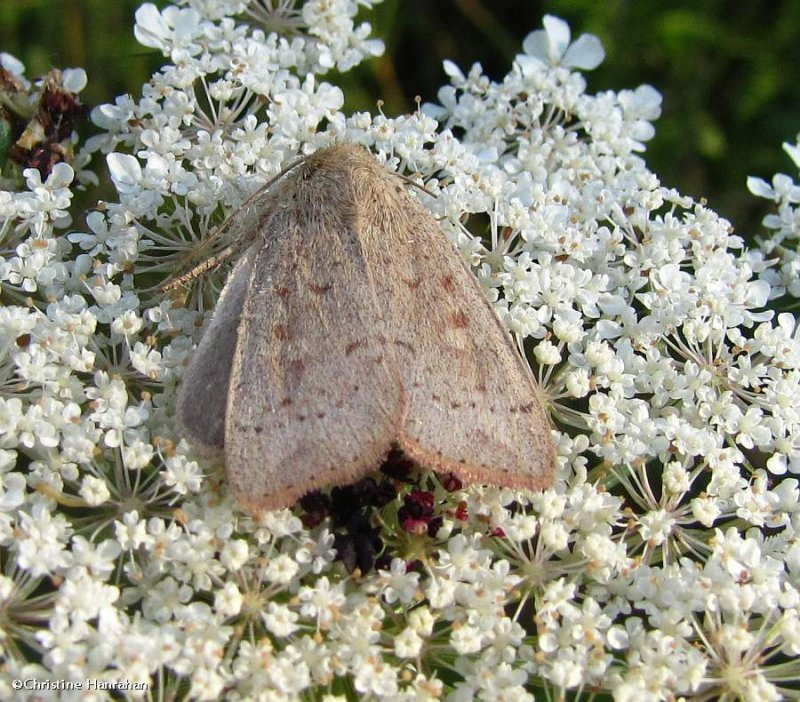 Unarmed wainscot moth (Leucania inermis), #10459