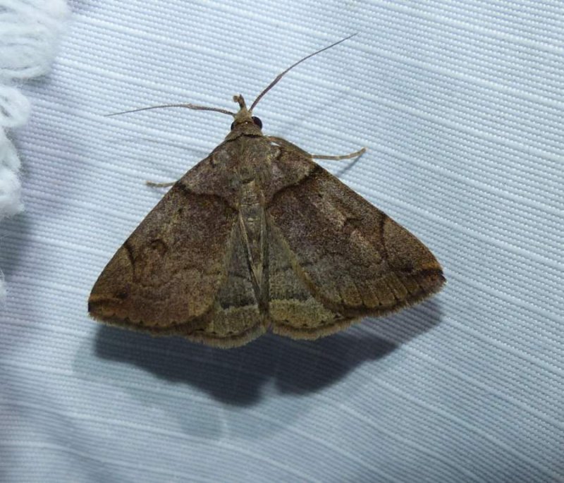 Variable fan-foot moth (Zanclognatha laevigata), #8345