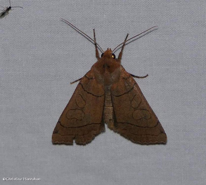 Unsated sallow moth ( Metaxaglaea inulta), #9943