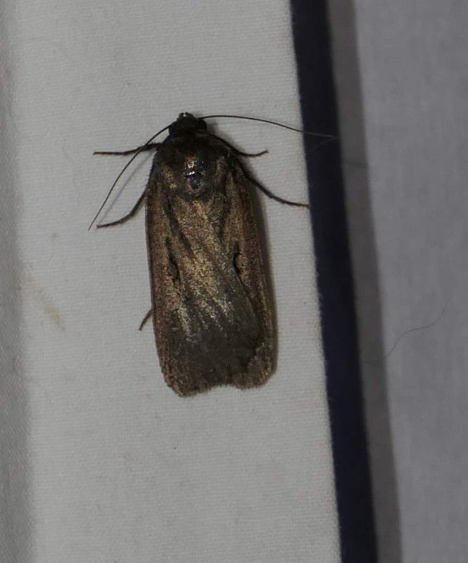 Cutworm moth, tribe Noctuini