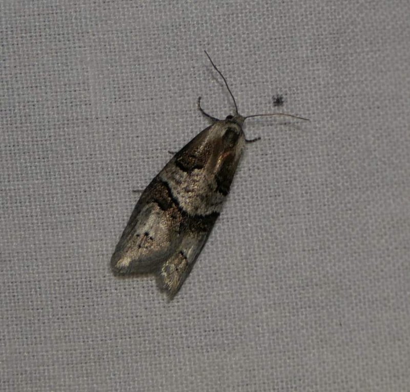 Tortricid moth (<em>Decodes macdunnoughi</em>), #3580.1
