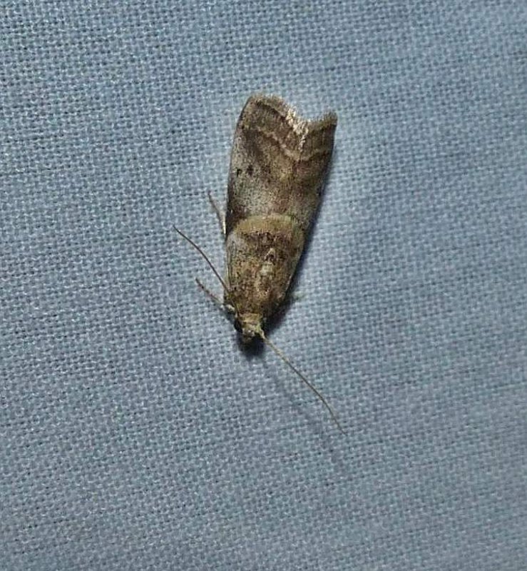 Pyralid moth (Acrobasis indiginella)