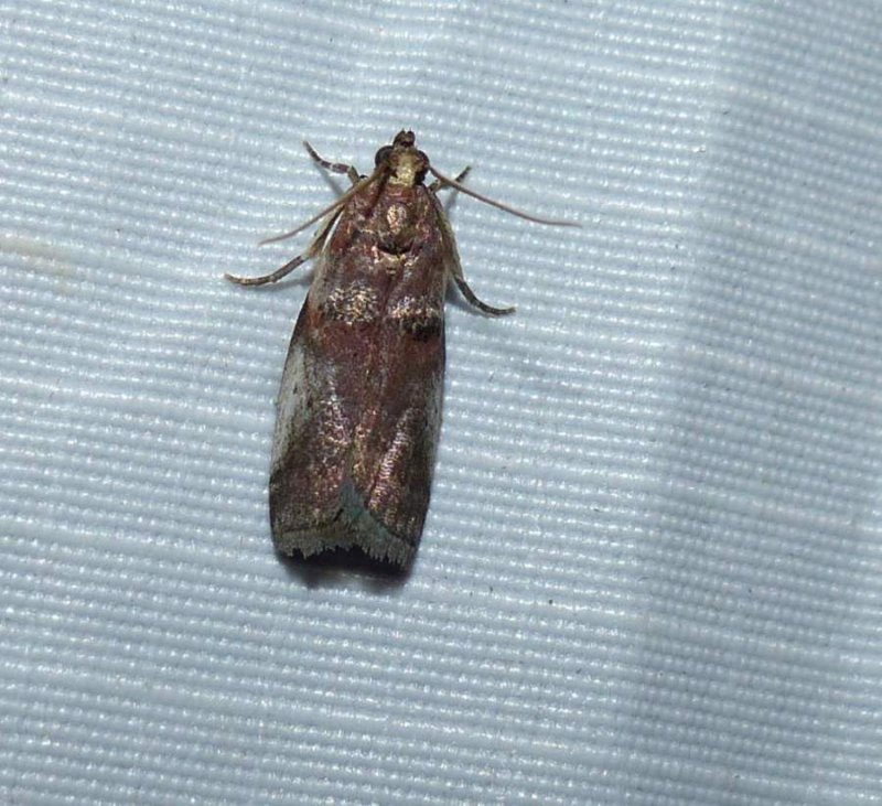 Pyralid moth (Acrobasis sp.)