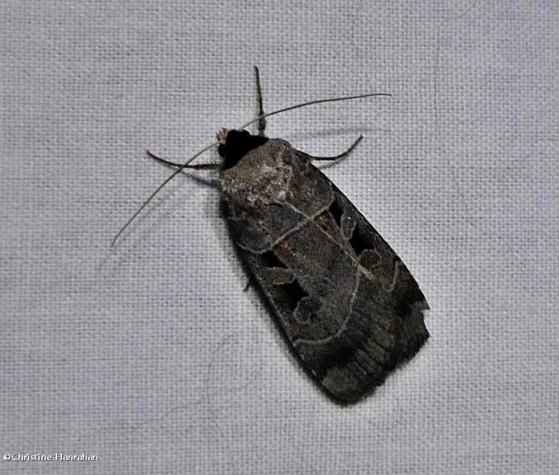 Collared dart moth (Agnorisma bugrai), #10954