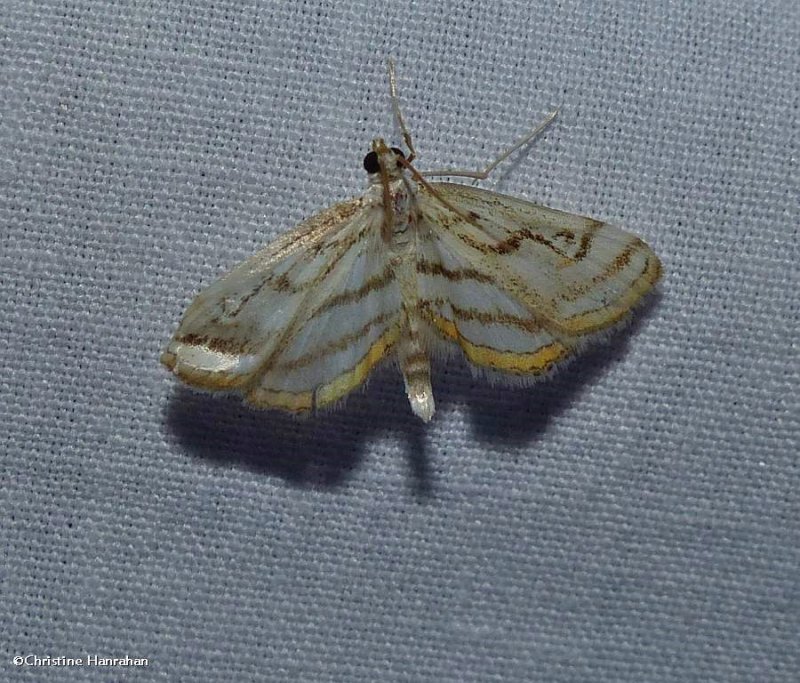 Chestnut-marked pondweed moth  (Parapoynx badiusalis), #4761	