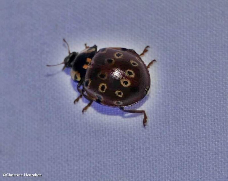 Eye-spotted lady beetle (Anatis mali)