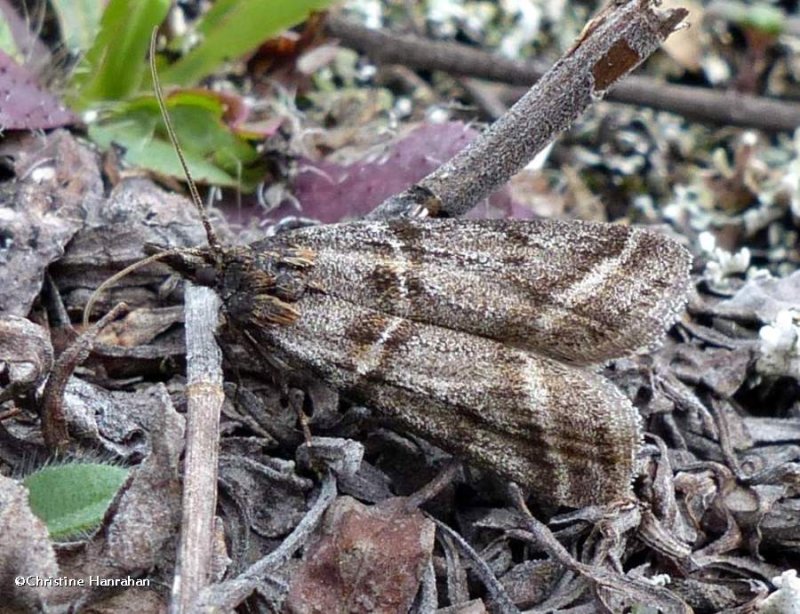 Pyralid moth (Sarata caudellella), #5870