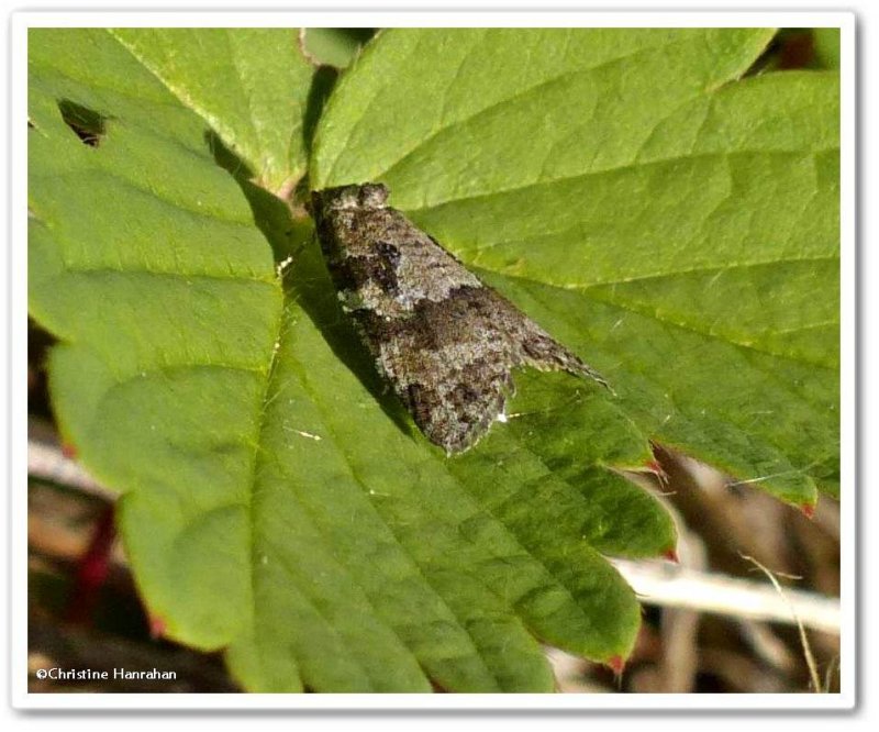 Gray tortrix moth  (Cnephasia stephensiana), #3567.1