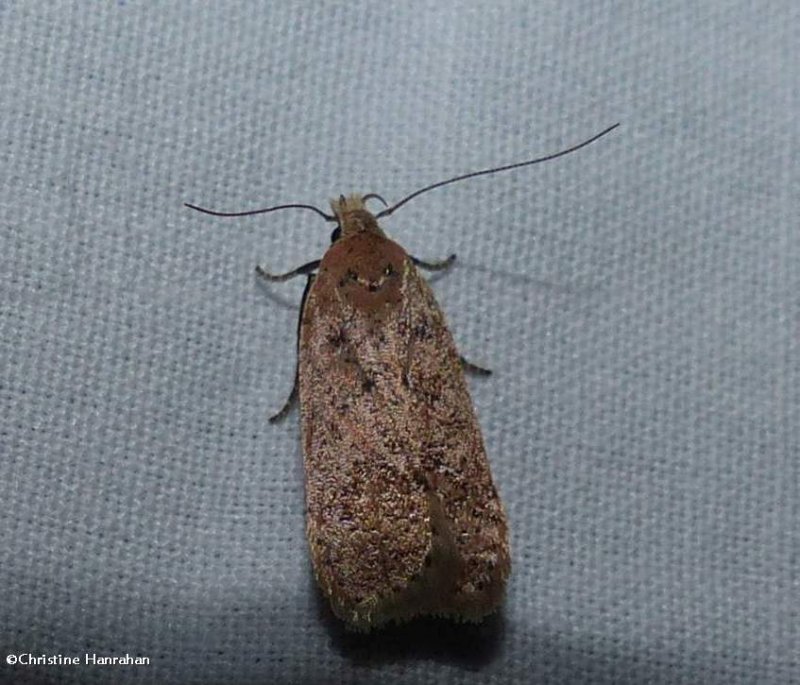 Twirler moth (Dichomeris ventrellus), #2287