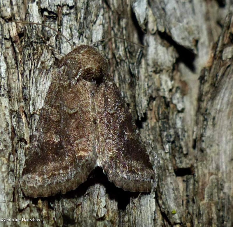 The thinker moth (Lacinipolia meditata), #10368