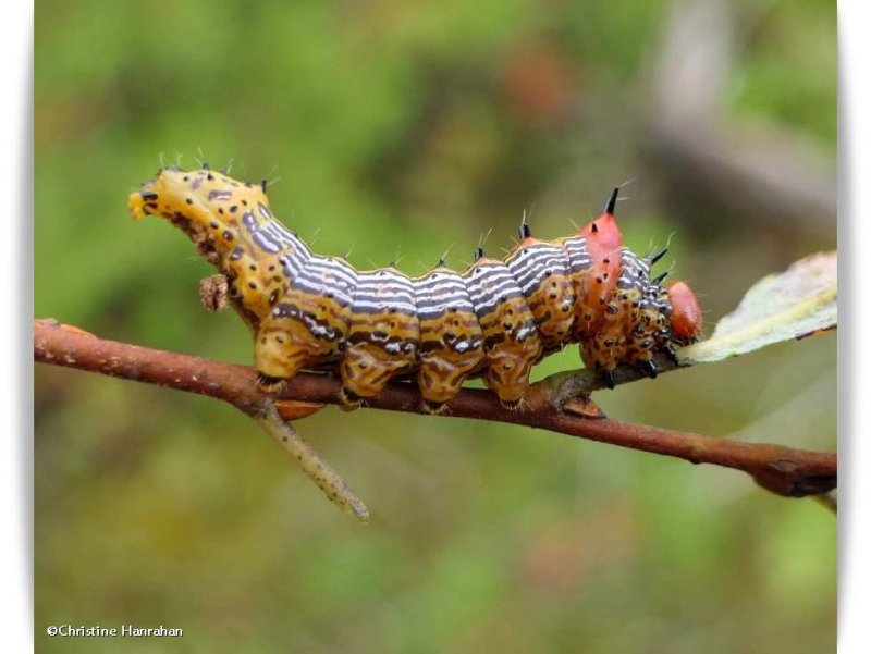 Red-humped Caterpillar Moth larva (Schizura concinna), #8010