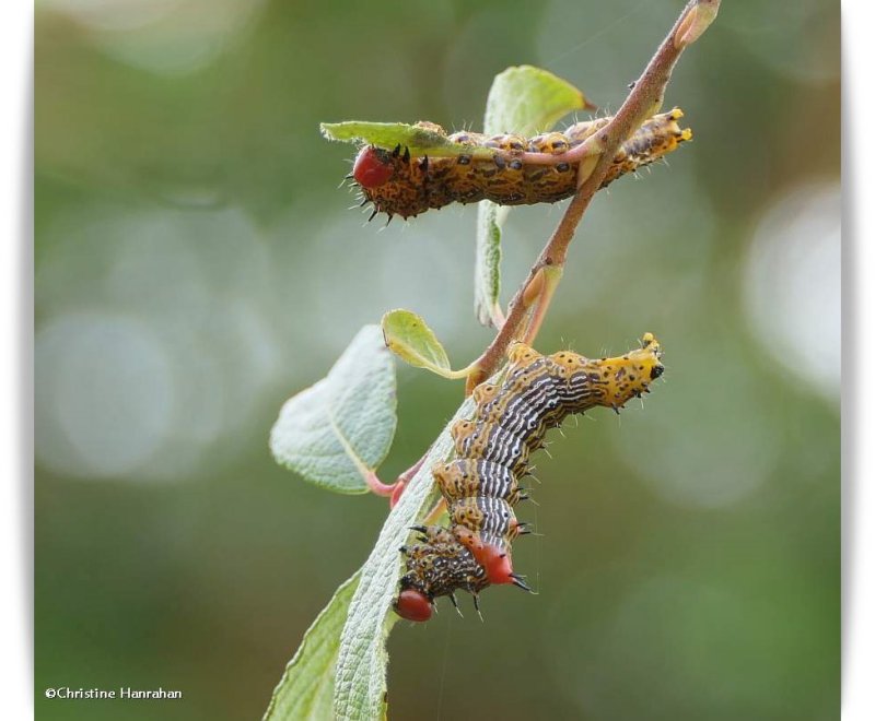 Red-humped Caterpillar Moth larvae (Schizura concinna), #8010