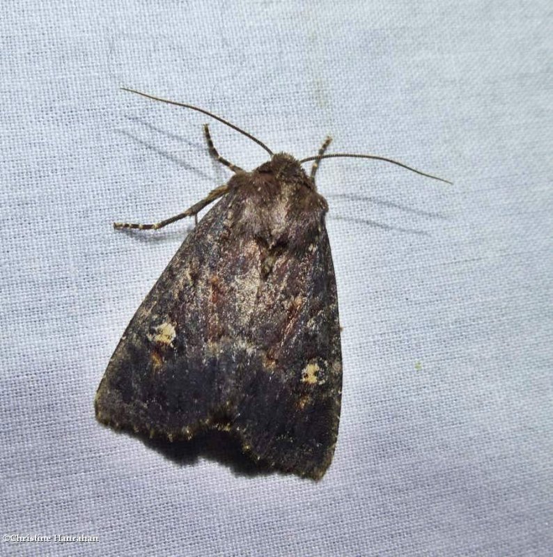 Doubtful apamea moth (Apamea dubitans), #9367
