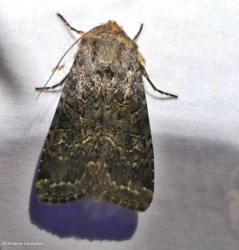 Glassy cutworm moth ( Apamea devastator), #9382