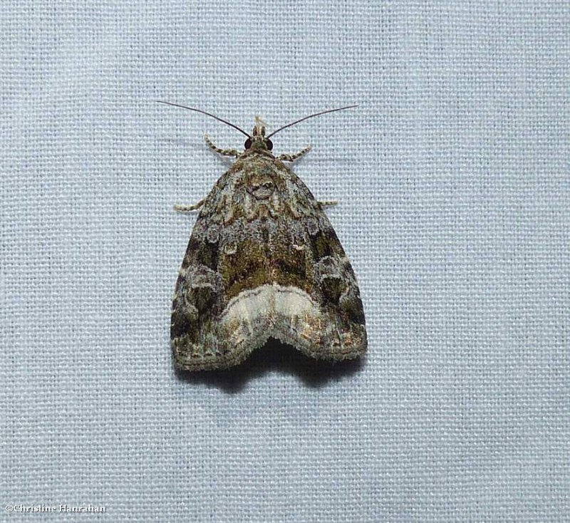 Large mossy glyph moth   (Protodeltote muscosula), #9047