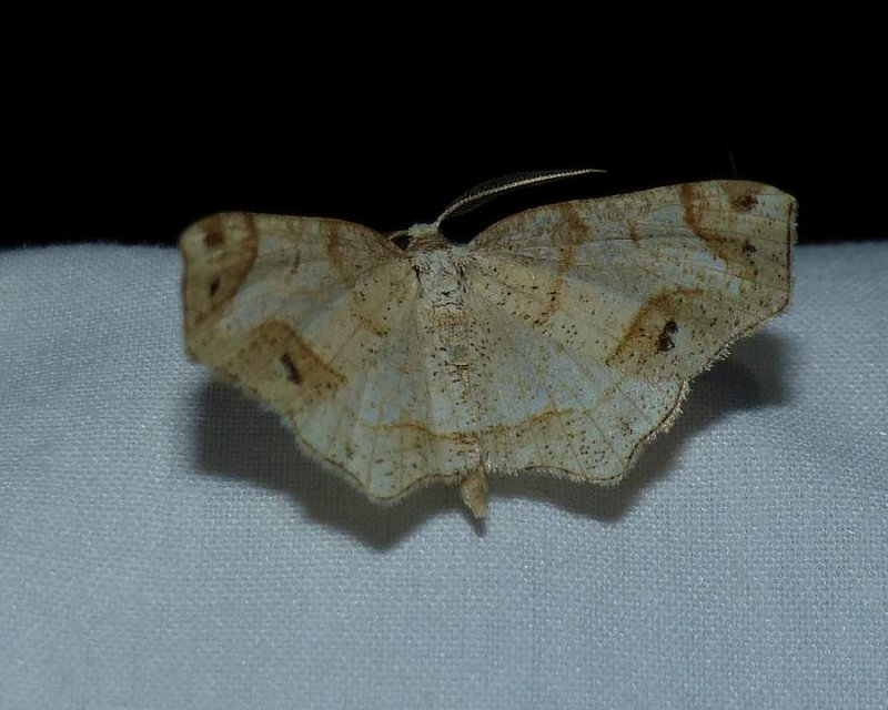 Probole moth (Probole )