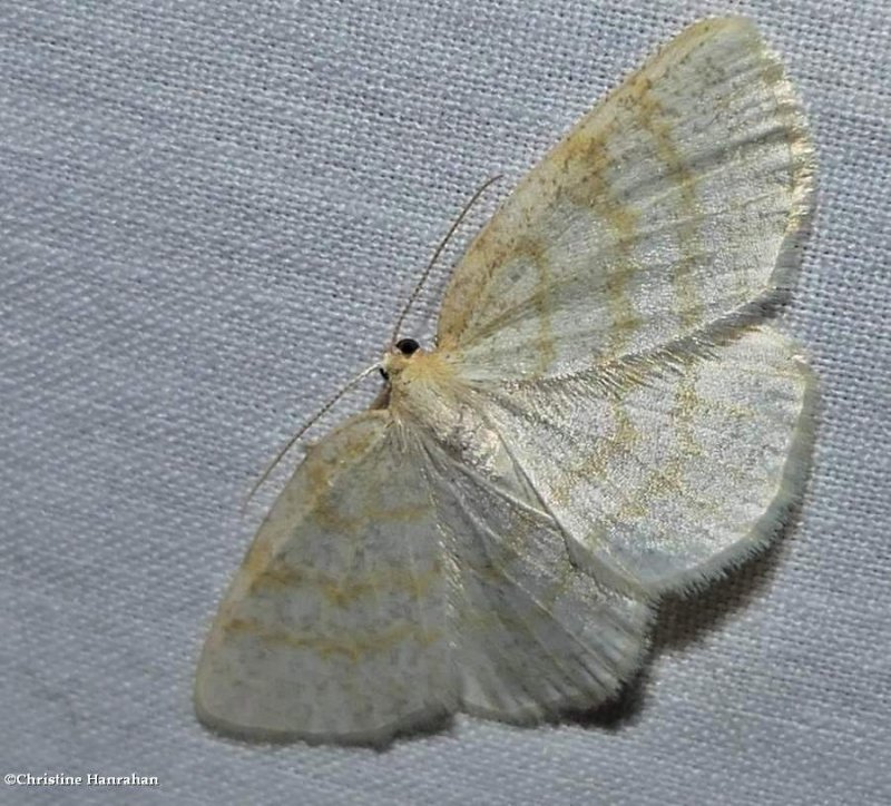Yellow-dusted cream moth (Cabera erythemaria), #6677