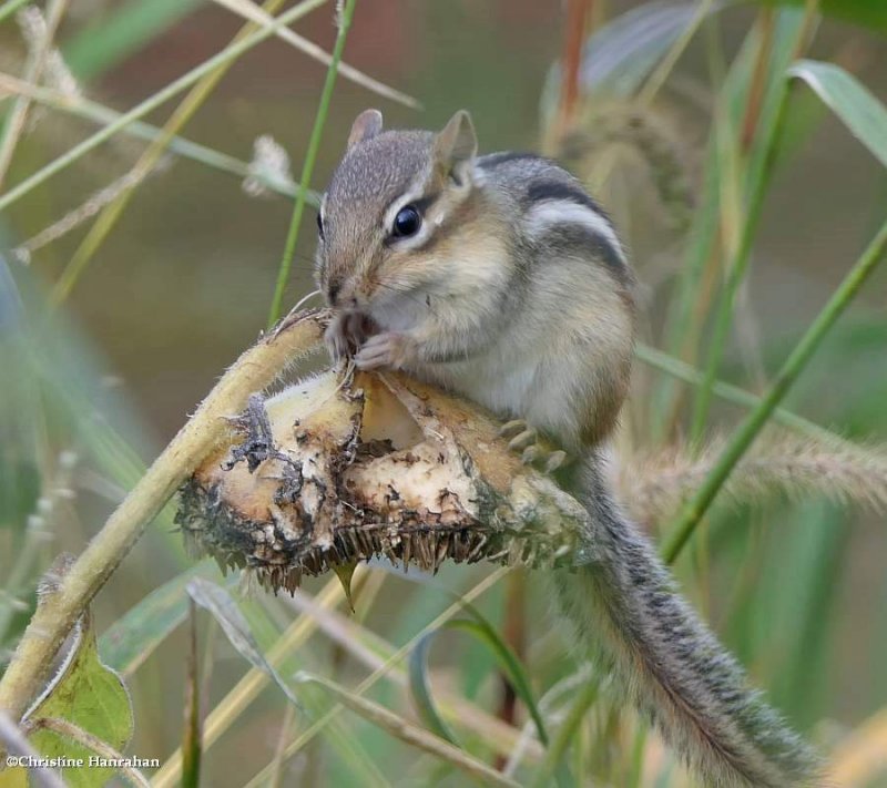 Eastern chipmunk  (Tamias striatus)