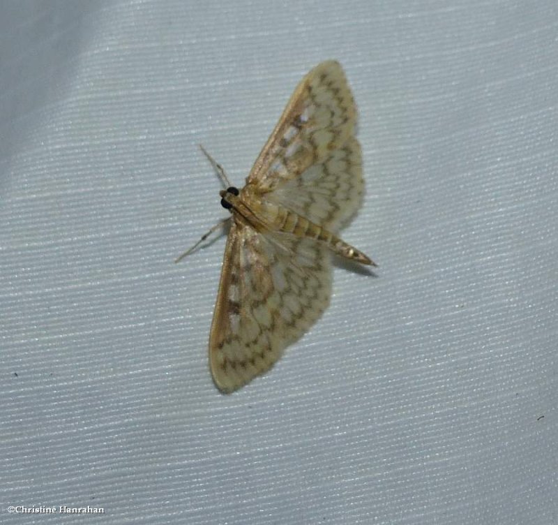 Zigzag herpetogramma moth  (Herpetogramma thestealis) ,#5277