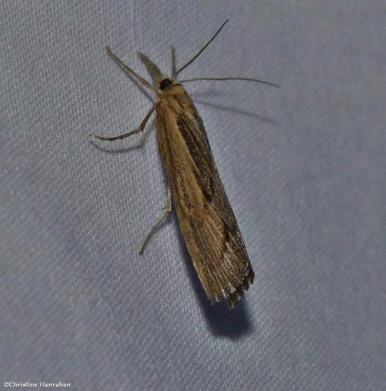 Sod webworm moth (Pediasia trisecta), #5413