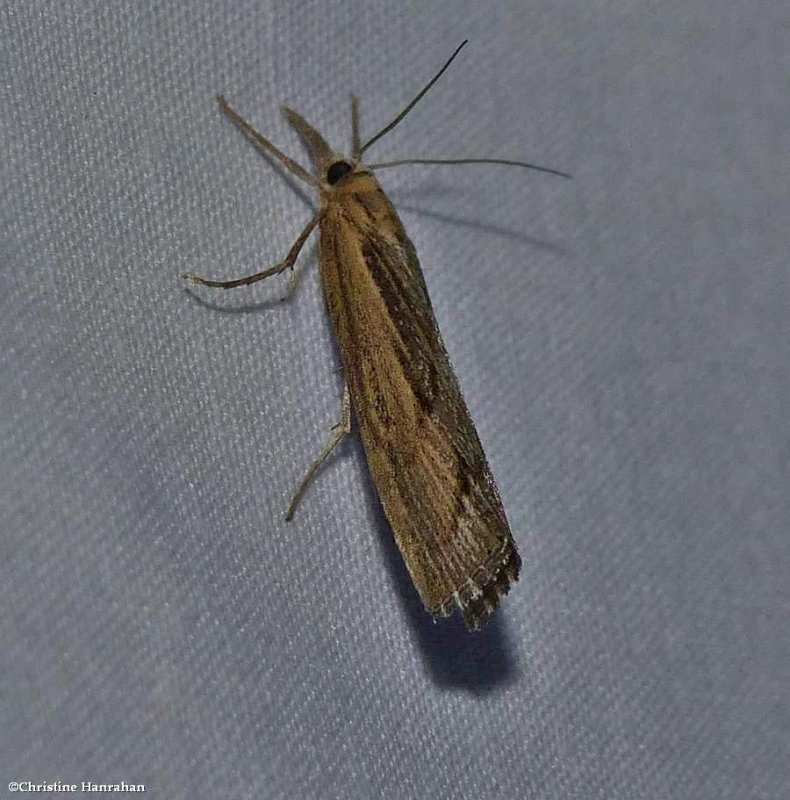 Sod webworm moth  (Pediasia trisecta), #5413