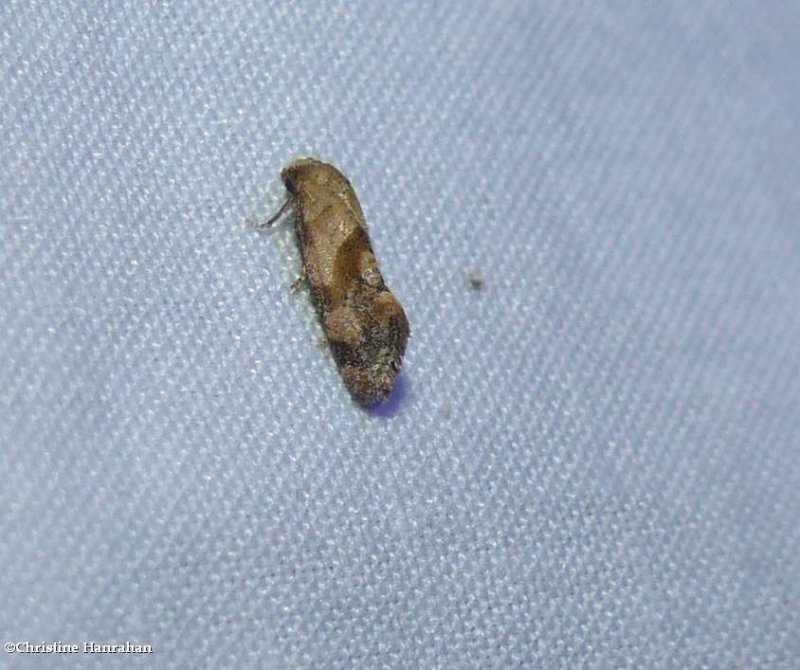 Tortricid moth (Thyralia</em?)