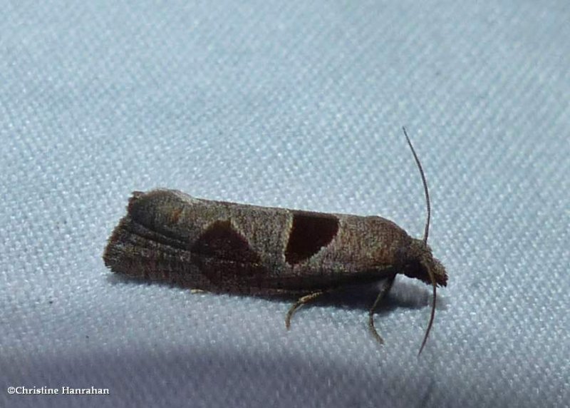 Triangle-backed eucosma moth  (Pelochrista dorsisignatana), #3116