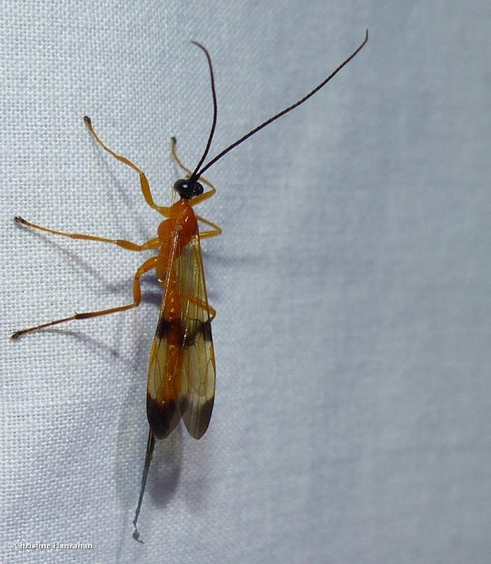 Ichneumonid wasp (Acrotaphus wiltii)