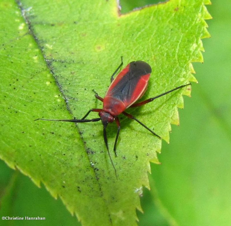 Plant bug (Lopidea instabilis)