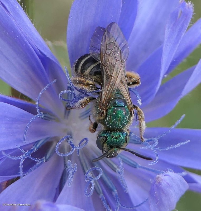 Sweat Bees (Halictidae)