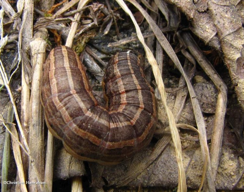 Bronzed cutworm moth caterpillar (Nephelodes minians), #10524