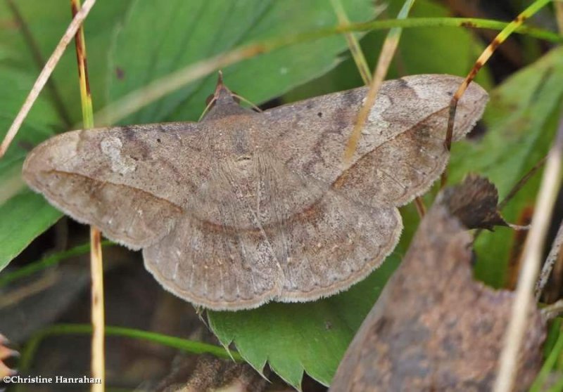 Velvetbean caterpillar moth  (Anticarsia gemmatalis), #8574