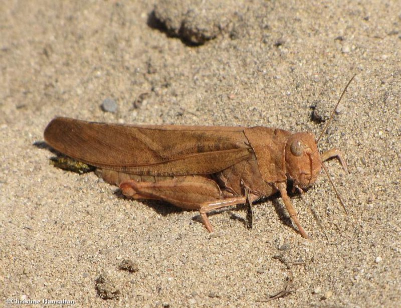 Carolina Grasshopper (Dissosteira carolina)