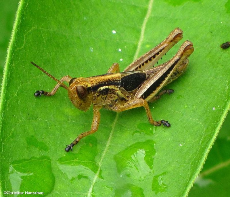 Short-horned grasshopper (Acrididae)