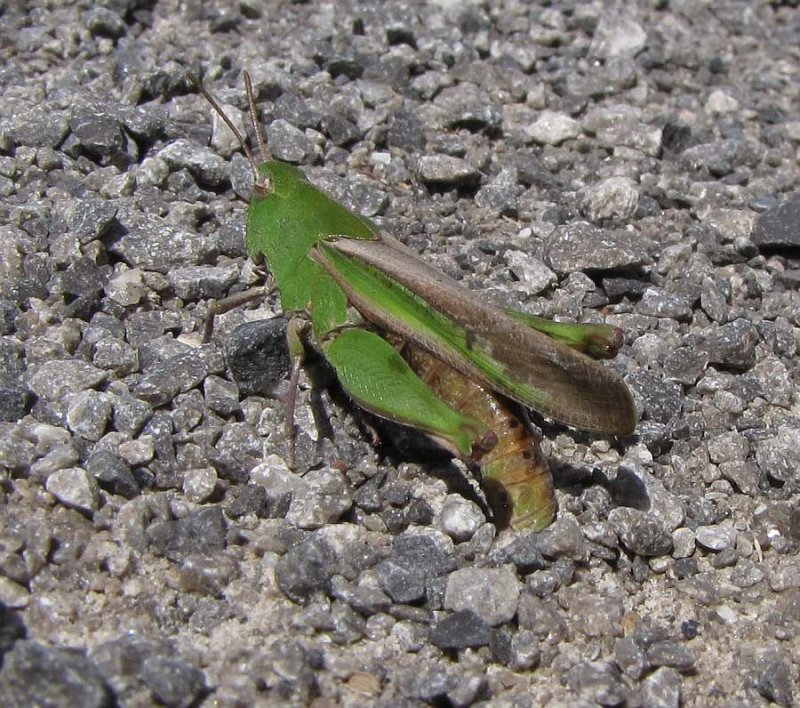 Northern green-striped grasshopper  (Chortophaga viridifasciata)