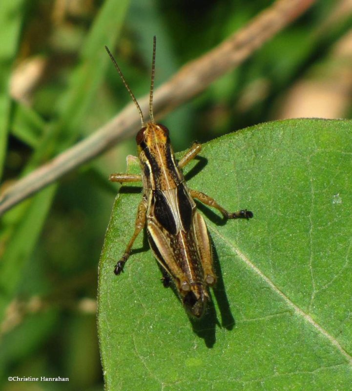Two-striped grasshopper  (Melanoplus bivittatus)