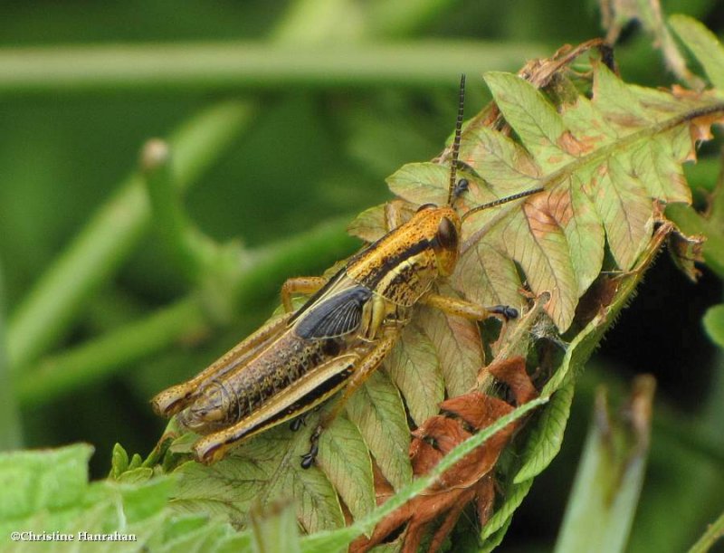 Two-striped grasshopper  (Melanoplus bivittatus) 