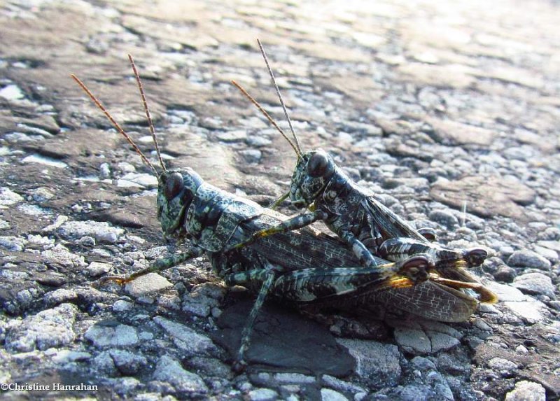 Pine tree spur-throat grasshopper (Melanoplus punctulatus)