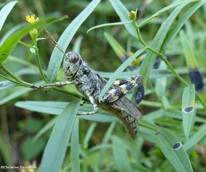 Pine tree spur-throat grasshopper (Melanopus punctulatus)