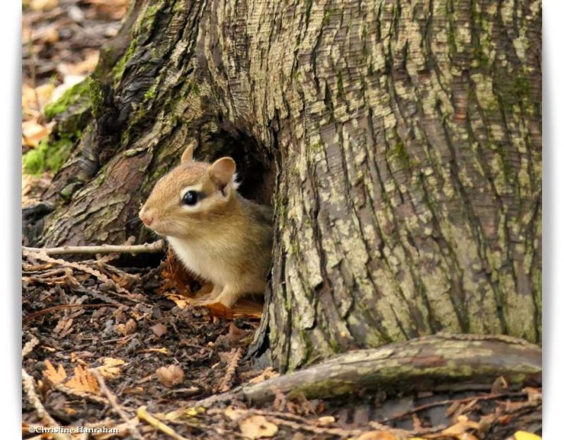 Eastern chipmunk  (Tamias striatus)